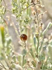 Rhopalomyia obovata