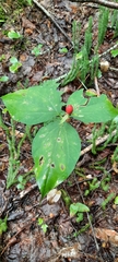 Trillium undulatum