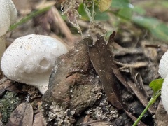Lycoperdon perlatum image