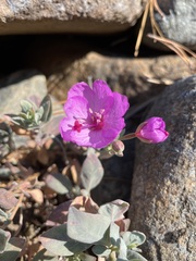 Epilobium rigidum