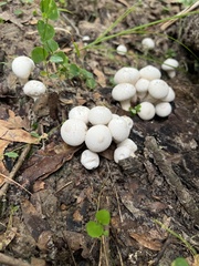 Lycoperdon perlatum image