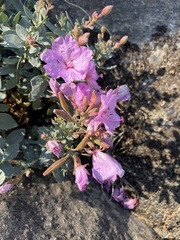 Epilobium rigidum