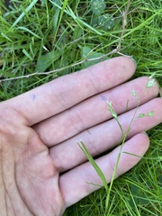 Poa