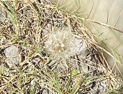 Taraxacum erythrospermum