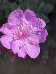 Epilobium rigidum