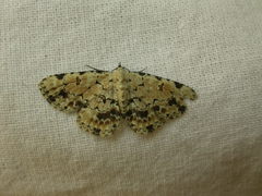 Sandava scitisignata