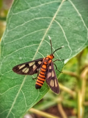 Amata huebneri