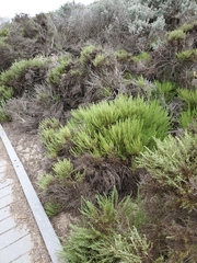 Ericameria ericoides