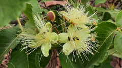 Caryocar brasiliense