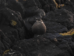 Cinclodes patagonicus