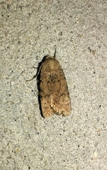 Caradrina clavipalpis