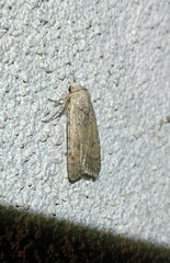 Caradrina clavipalpis