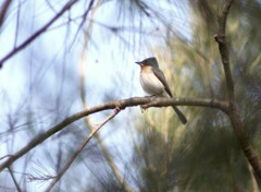 Myiagra rubecula