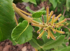 Caryocar brasiliense