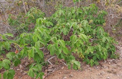 Caryocar brasiliense