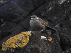 Cinclodes patagonicus