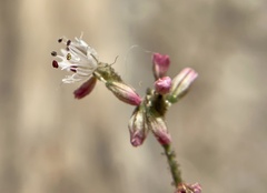 Eriogonum apiculatum