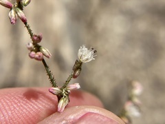 Eriogonum apiculatum