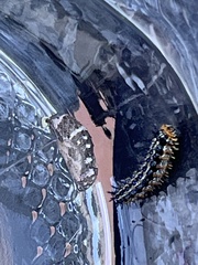 Junonia grisea