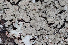 Parmelioideae