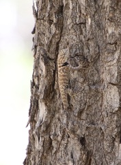 Sceloporus magister