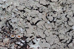 Parmelioideae