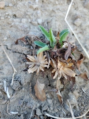 Calystegia subacaulis