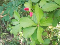 Casearia yucatanensis