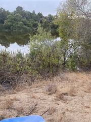 Baccharis salicifolia