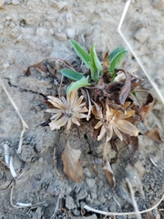 Calystegia subacaulis