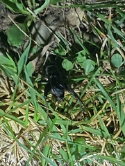 Gryllus pennsylvanicus