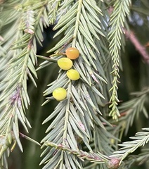 Taxodiomyia