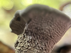 Hydnellum concrescens