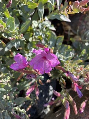 Epilobium rigidum