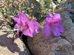 Epilobium rigidum