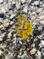 Candelariella
