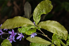 Petrea