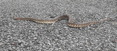 Pituophis deppei