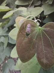 Homoeocerus bipunctatus