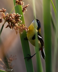 Tachuris rubrigastra