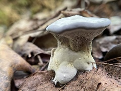 Hydnellum concrescens