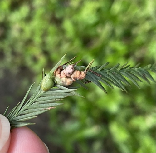 Cypress leaf gall midge