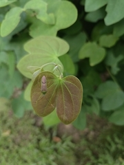 Homoeocerus bipunctatus