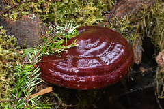 Ganoderma oregonense