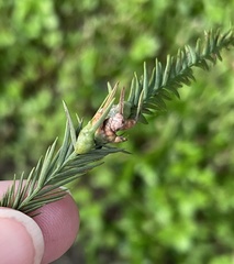 Taxodiomyia