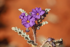 Solanum eardleyae