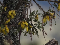 Sophora cassioides