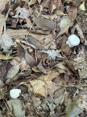 Hydnellum concrescens