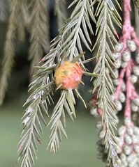 Taxodiomyia cupressiananassa