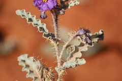 Solanum eardleyae